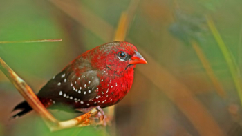 Reni Pani Jungle Lodge: Strawberry Finch