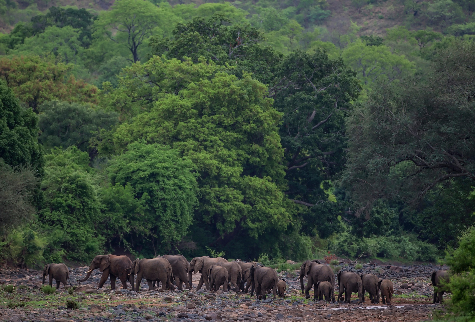 Royal Zambezi Lodge Royal Zambezi Lodge: Elefanten
