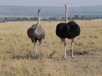 Saruni Mara Camp: Straßenpaar mit Küken