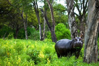 Selinda Explorers Camp Selinda Explorers Camp: Grasendes Hippo