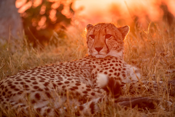 Shinde Footsteps Shinde Footsteps: Gepard