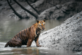 Sunderban Tiger Camp: Tiger steigt ans Mangrovenufer