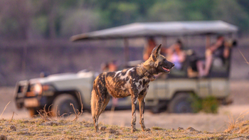 Tafika Camp: Wildhund