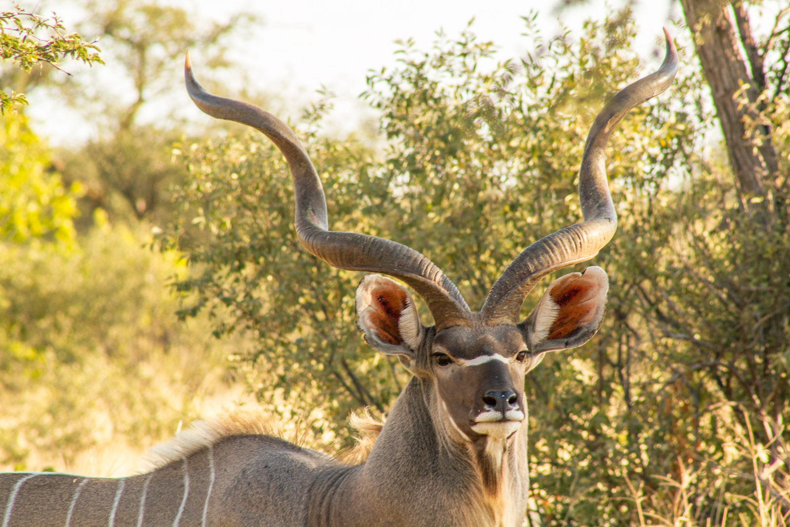 Tau Pan Camp Tau Pan Camp: Kudu-Hörner