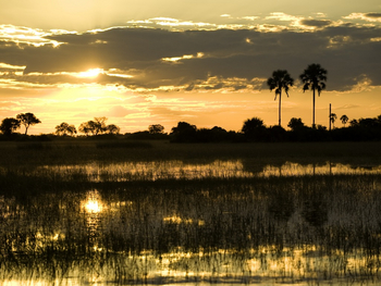 Tubu Tree Camp: Palmensilhouetten