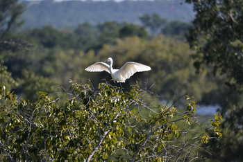 Victoria Falls River Lodge Victoria Falls River Lodge: White Egret