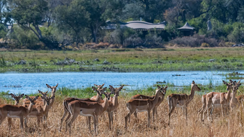 Xigera Safari Lodge Xigera Safari Lodge: Impalas