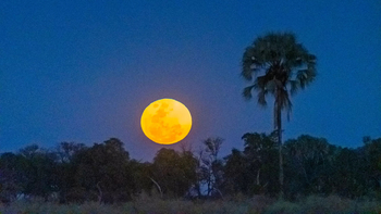 Xigera Safari Lodge Xigera Safari Lodge: Mondaufgang