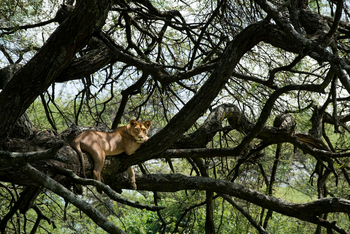 andBeyond Lake Manyara Tree Lodge: Löwin im Baum