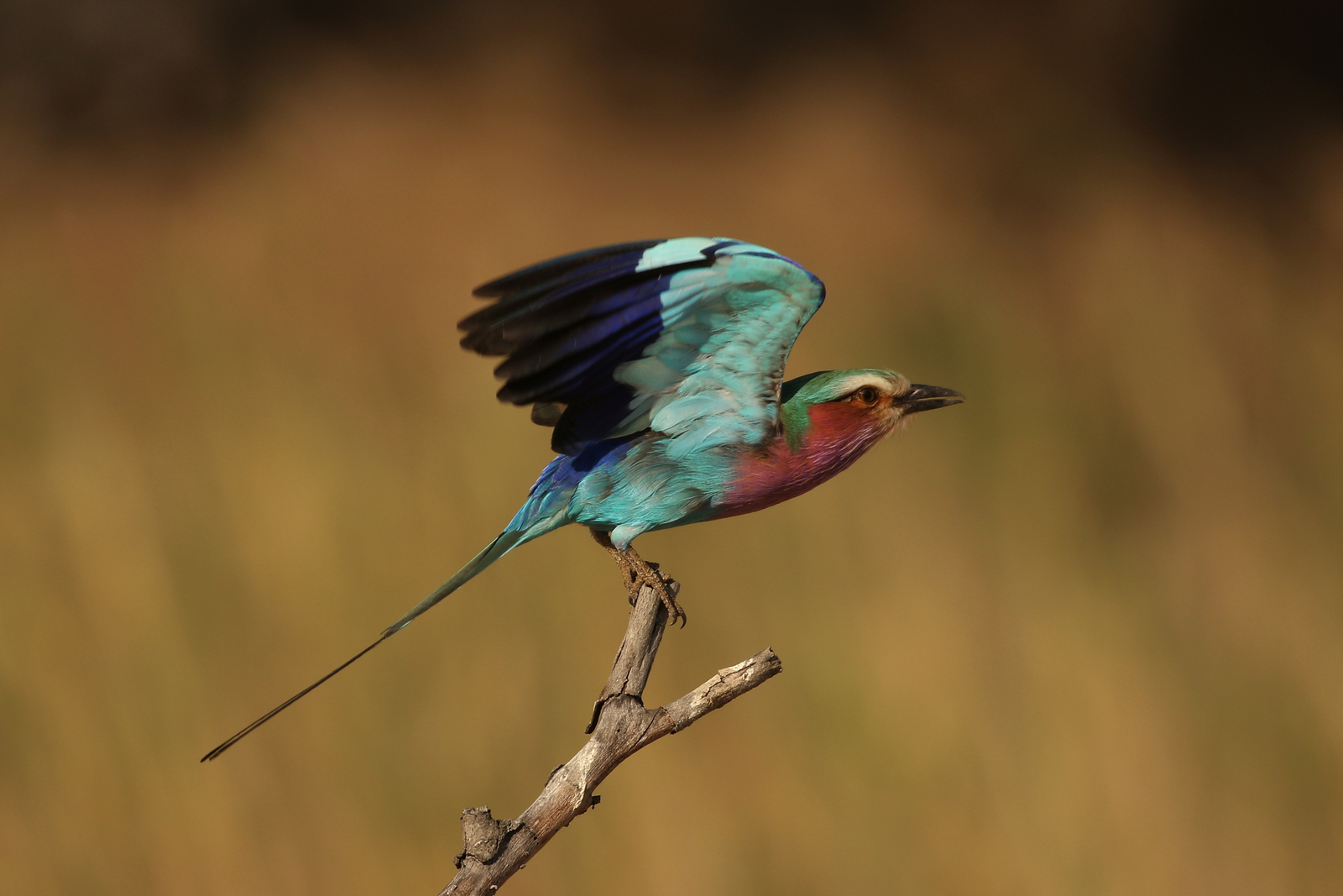 andBeyond Sandibe Okavango Safari Lodge andBeyond Sandibe Okavango Safari Lodge: Gabelracke