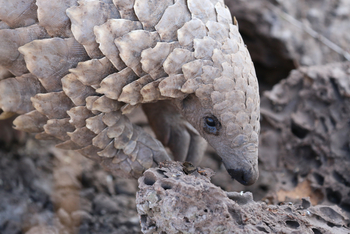 andBeyond Sandibe Okavango Safari Lodge: Pangolin