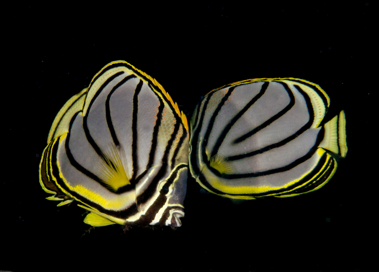 Astove Coral House Astove Coral House: Meyers Falterfisch