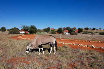 Bagatelle Kalahari Game Ranch: Oryx vor der Ranch