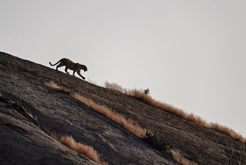 Bera Safari Lodge: Leopard auf Felsen