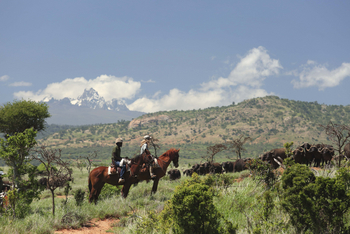 Borana Lodge Borana Lodge: Reiterin mit Guide neben Büffelherde