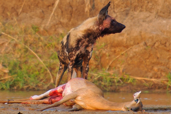 Bushcamp Company: Wildhund mit gerissenem Impala
