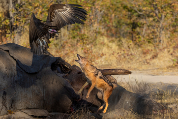 Camp Khwai: Schakal gegen Ohrengeier