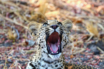 Chikunto Safari Lodge Chikunto Safari Lodge: Gähnender Leopard