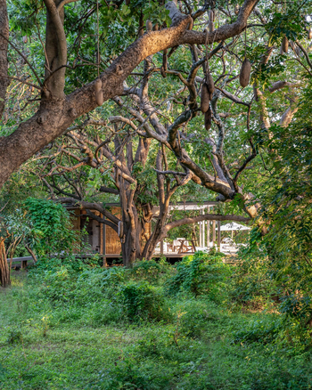 Chinzombo Camp Chinzombo Camp: Green Season