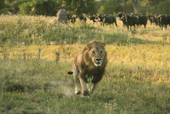 Duba Explorers Camp: Löwe auf der Flucht