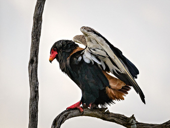 Entim Masai Mara: Bateleur Eagle