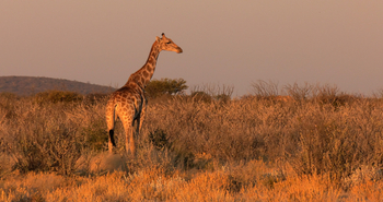 Epacha Game Lodge: Giraffe