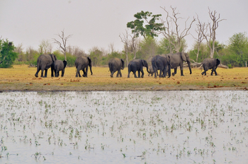 Ghoha Hills Savuti Lodge Ghoha Hills Savuti Lodge: Elefantenherde
