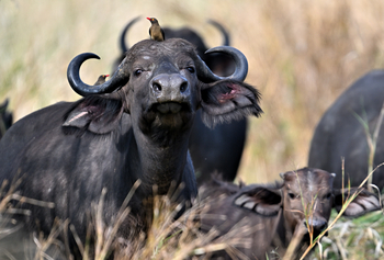 Gorongosa Safaris: Büffel mit Vogel auf dem Kopf