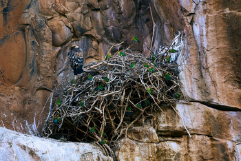 Huab Lodge: Schwarzadler und Rosenköpfchen