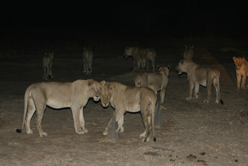 Kafunta River Lodge: Löwen