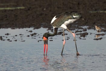 KaingU Safari Lodge: Sattelstorch