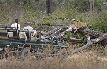Lion Camp Lion Camp: Gäste im Visier