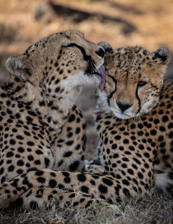 Mahali Mzuri: Zugeneigte Geparden