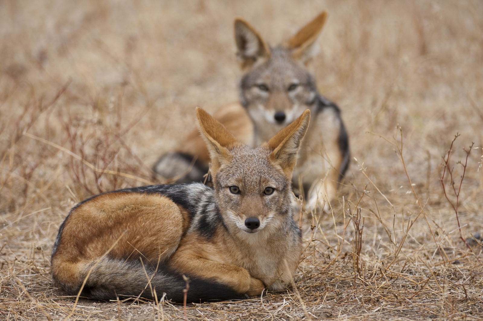 Mashatu Main Camp Mashatu Main Camp: Schakale