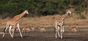 Mihingo Lodge: Giraffen und Impalas