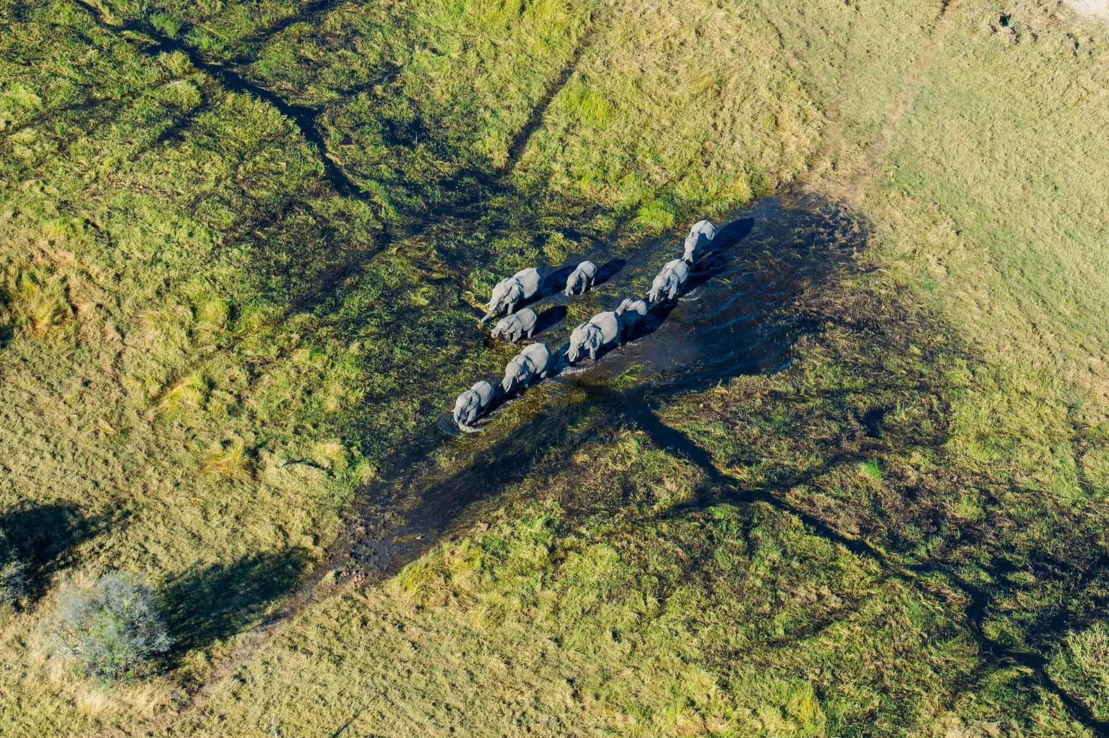 Mogogelo Camp Mogogelo Camp: Elefantenherde