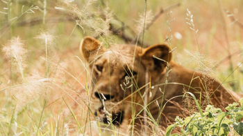 Nanzhila Lake Camp Nanzhila Lake Camp: Löwe
