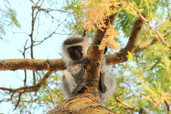 Ndali Lodge: Meerkatze