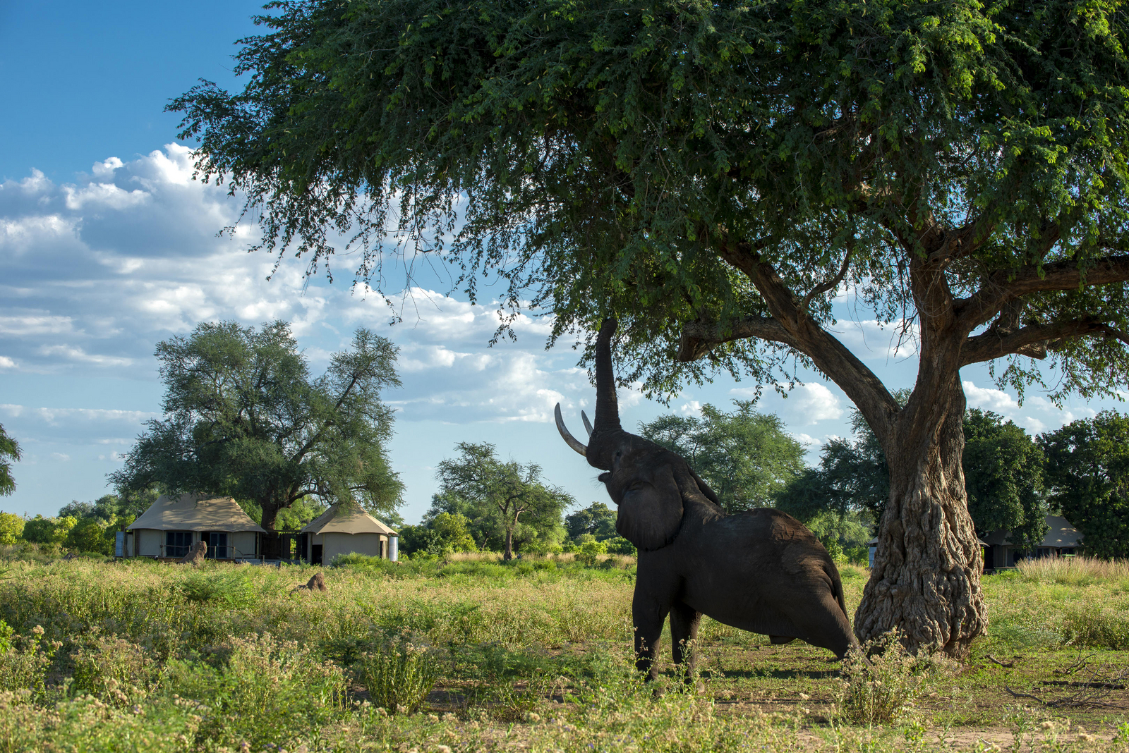 Nyamatusi Mahogany Camp Nyamatusi Mahogany Camp: Elefantenrüssel im Baum