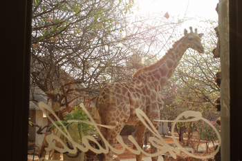 Okutala Lodge: Giraffe vor einem Fenster