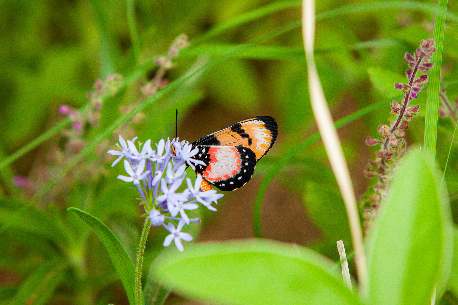 Olkeri Camp Olkeri Camp: Schmetterling