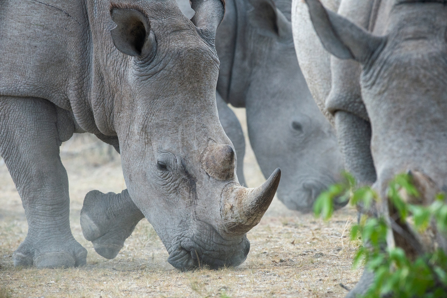 Ongava Reserve