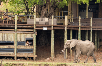 Puku Ridge Camp: Ankunft eines Elefanten