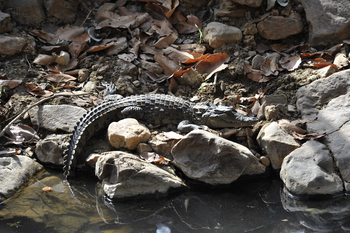 Ranthambore National Park: Junges Sumpfkrokodil