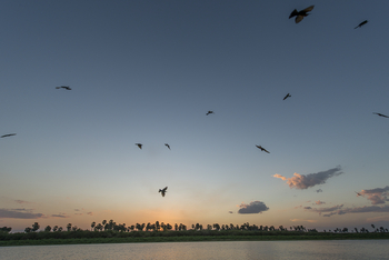 Roho ya Selous Camp: Sonnenuntergang