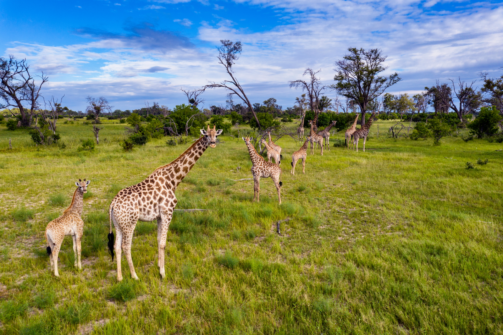 Sable Alley Camp Sable Alley Camp: Giraffenfamilie