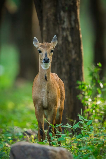 Sawai Vilas: Sambar-Kuh