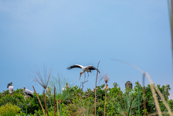 Splash Camp: Landender Nimmersatt