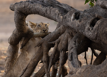 Sungani Lodge Sungani Lodge: Löwe