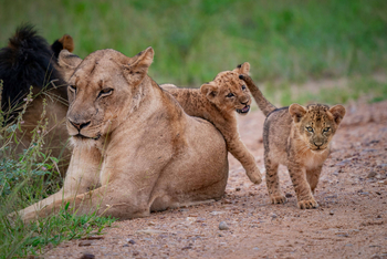Time + Tide South Luangwa Time + Tide South Luangwa: Löwenbabies